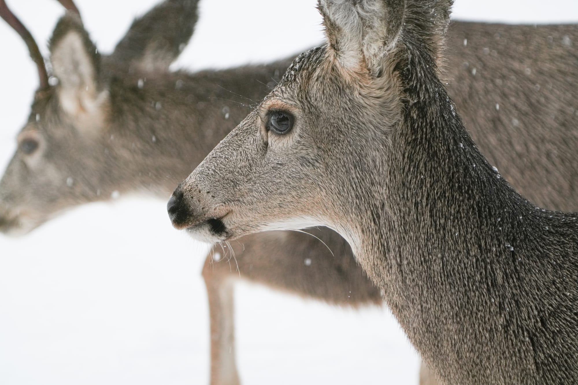 mule deer