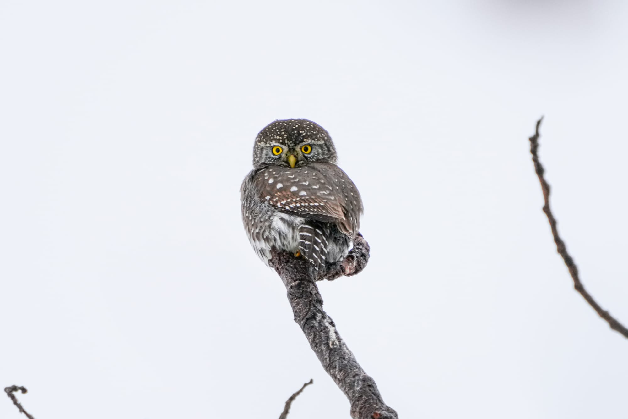 northern pygmy-owl