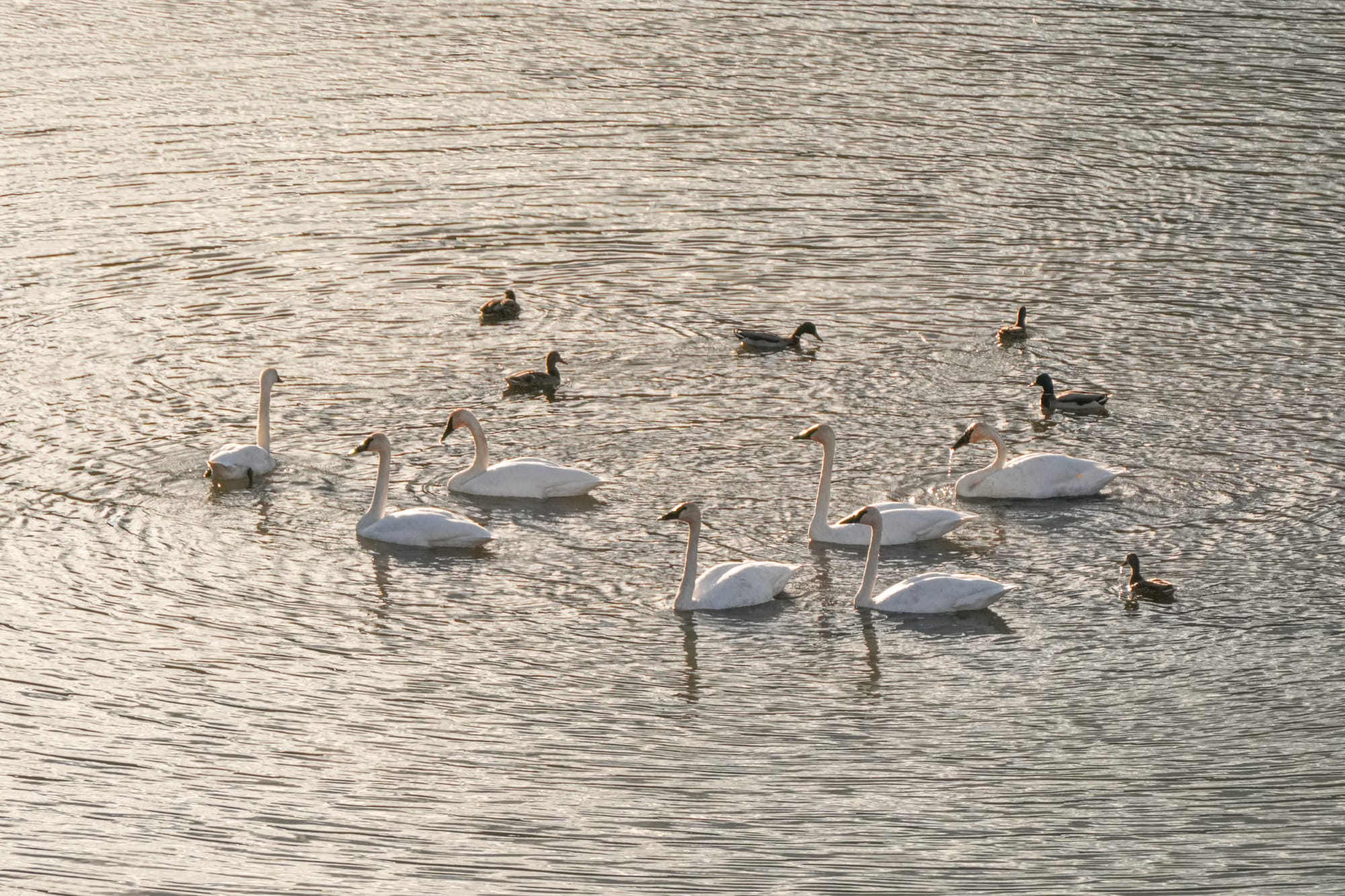 trumpeter swans