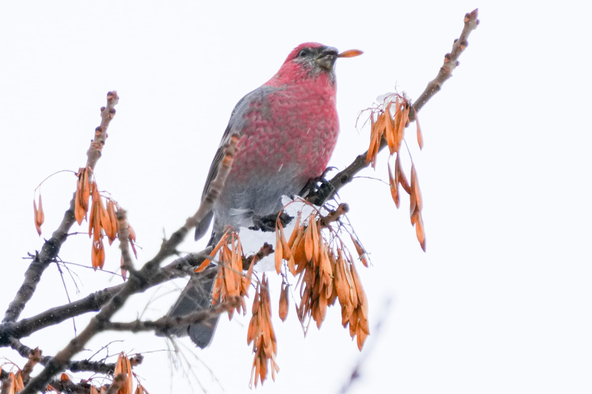 pine grosbeak