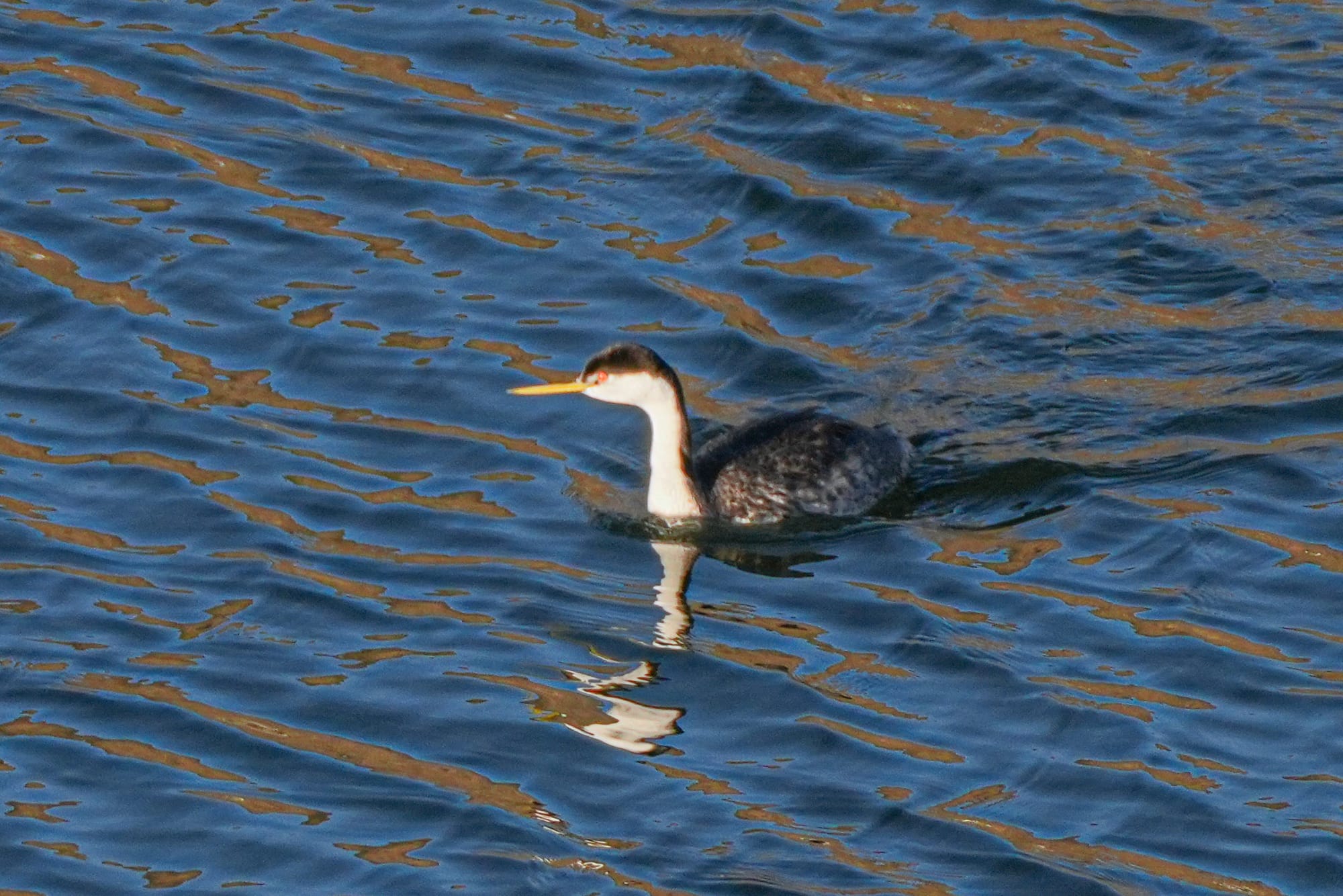 Clark's grebe