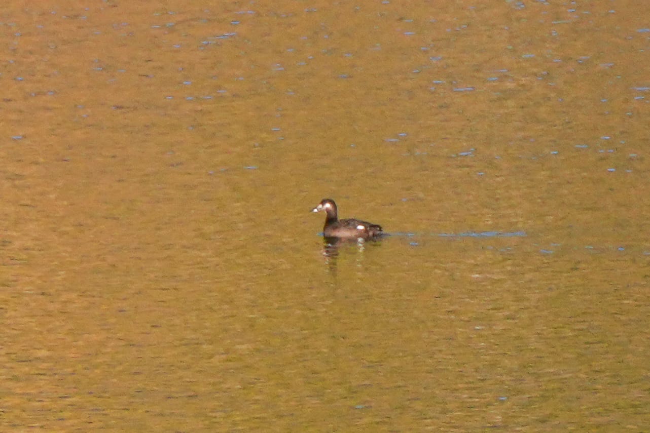 white-winged scoter