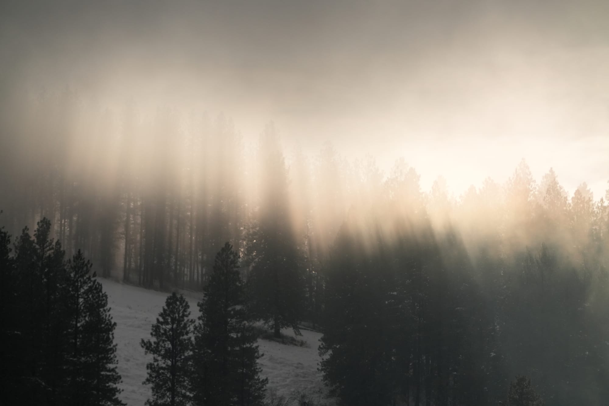 light through fog