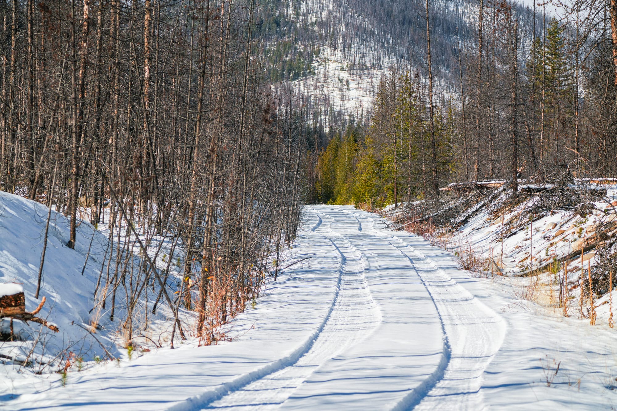 fresh snow