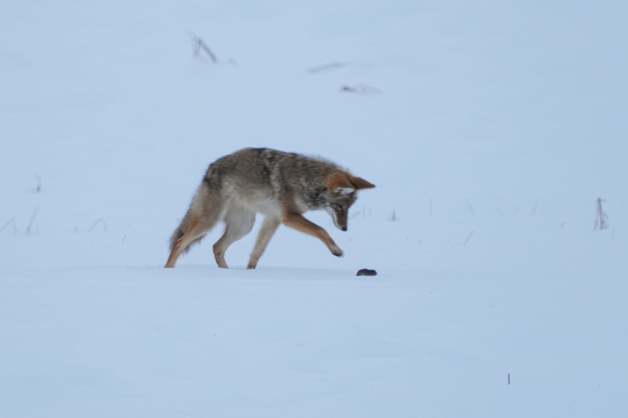 coyote and vole