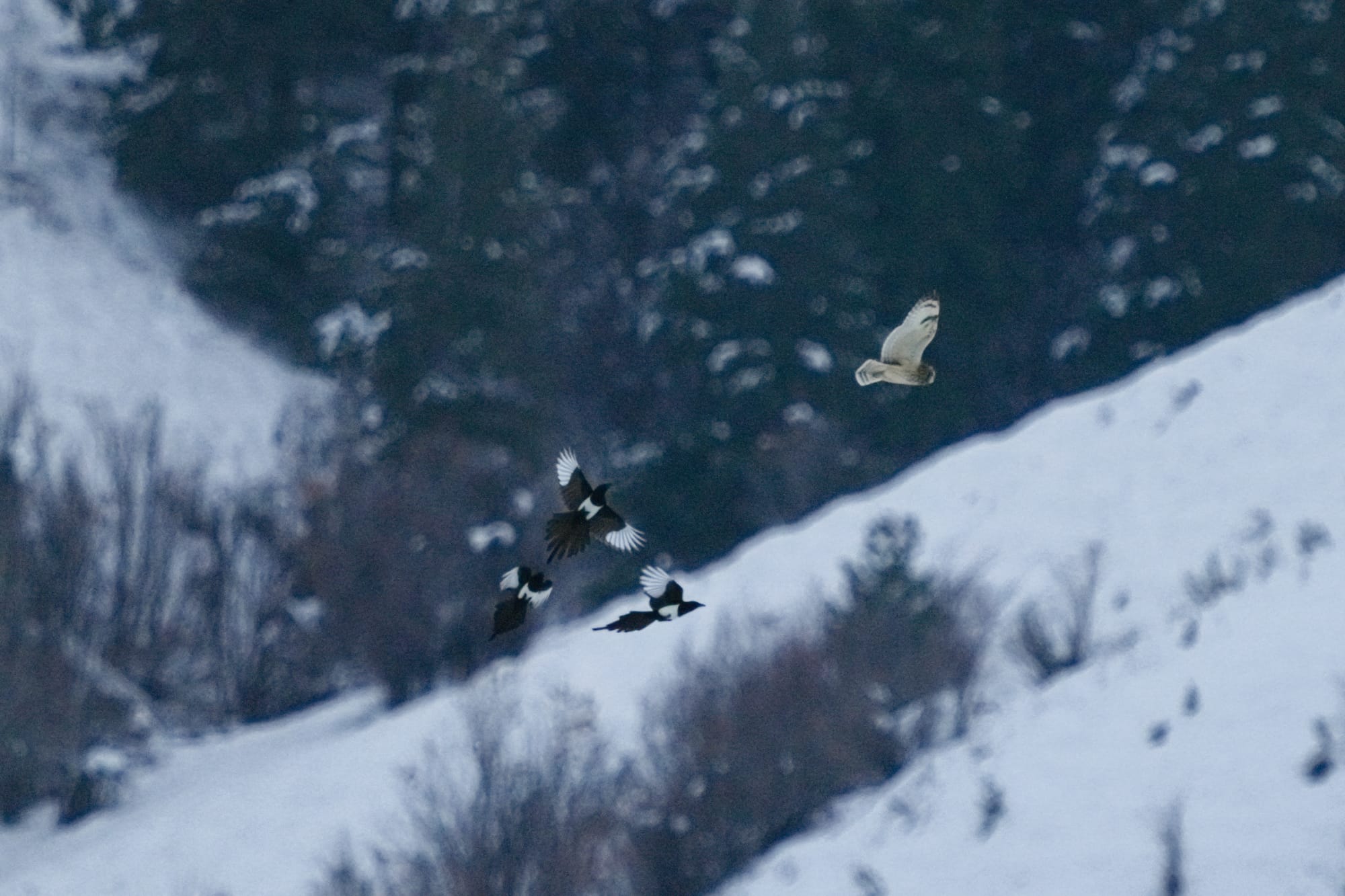 short-eared owl being chased by magpies