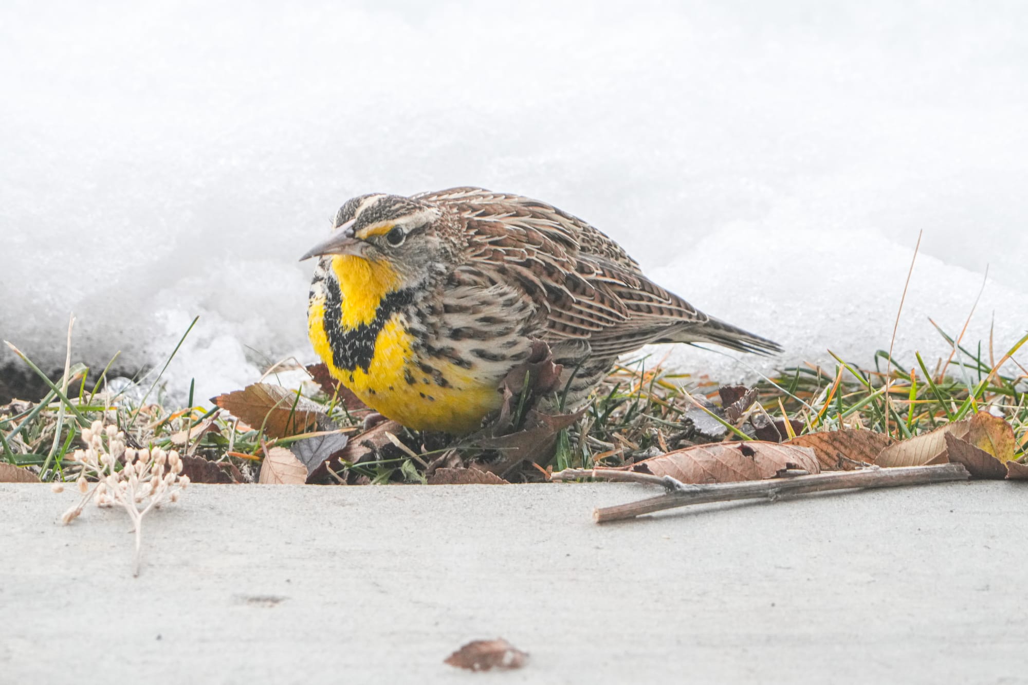 western meadowlark