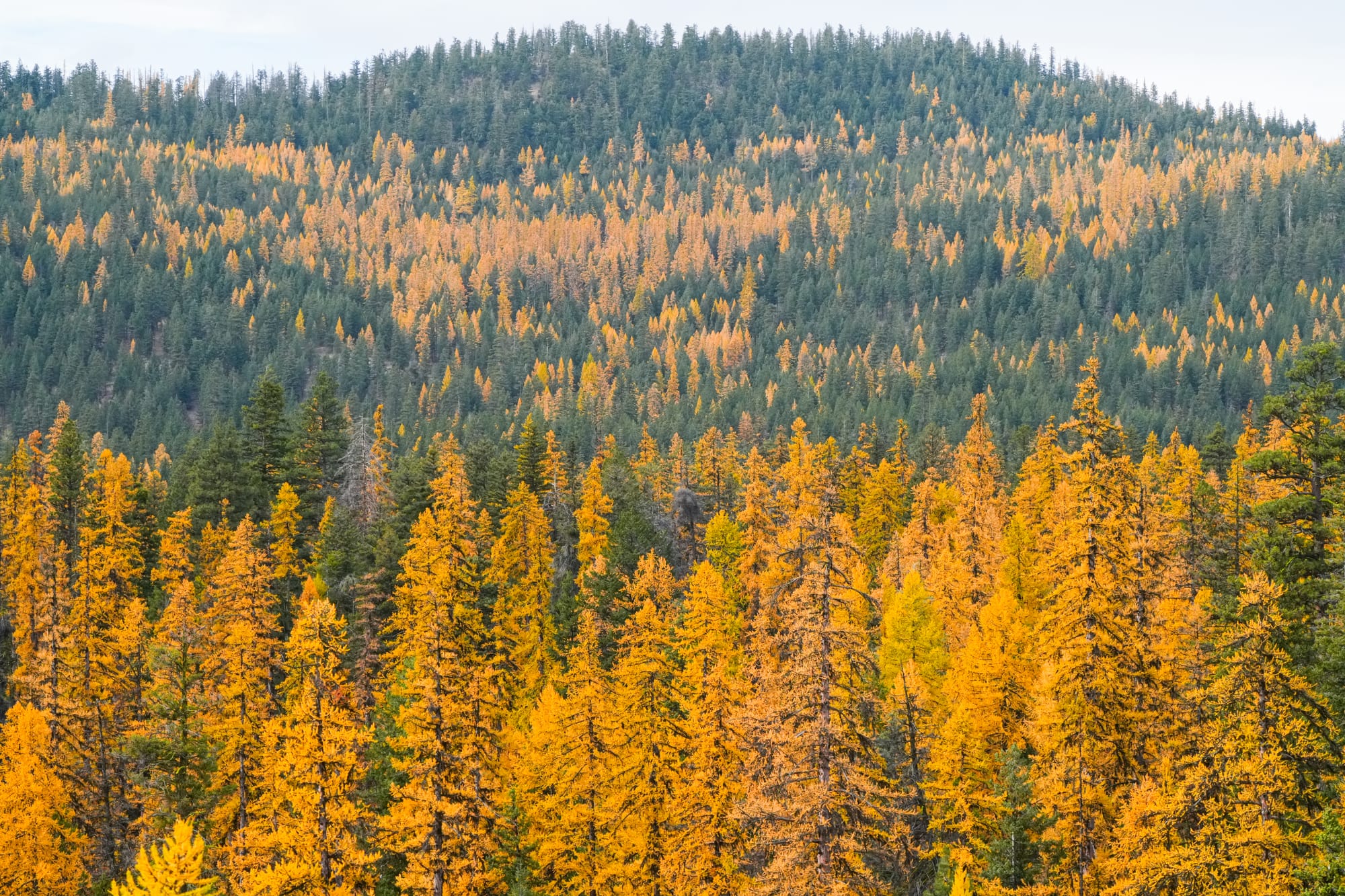 western larches