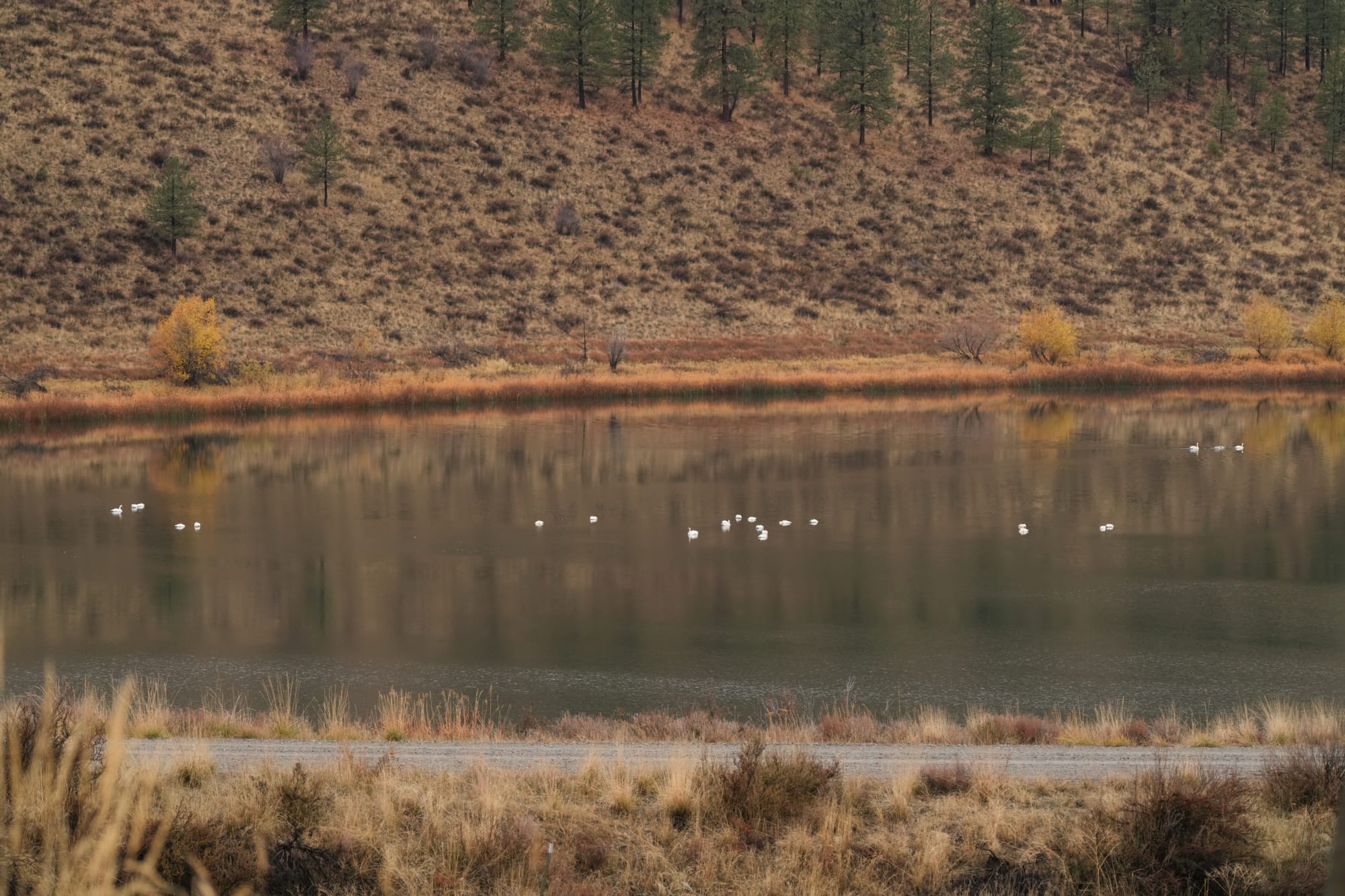 trumpeter swans