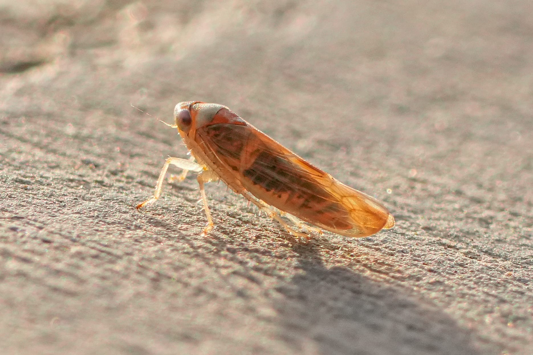 leafhopper