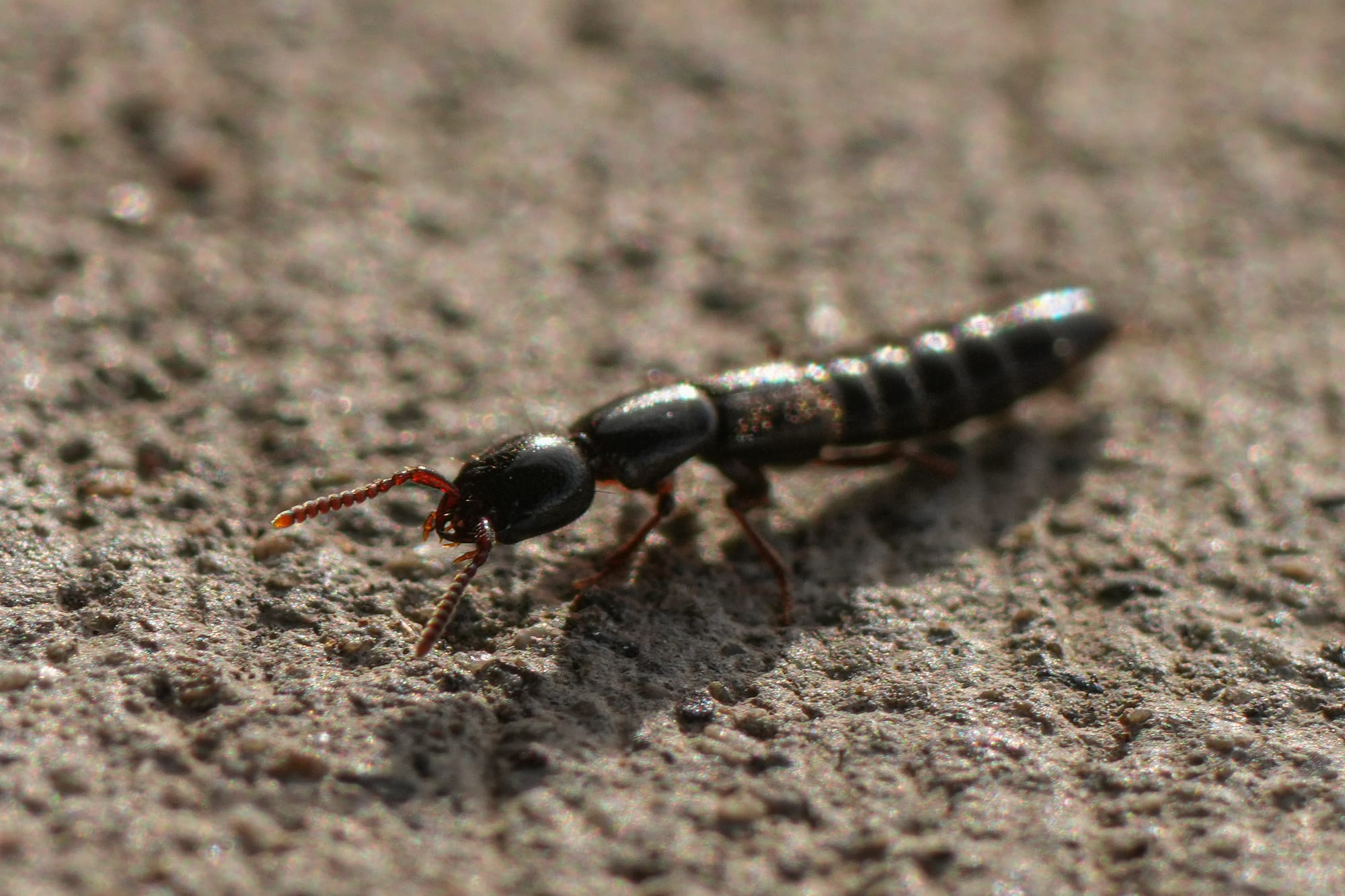 rove beetles