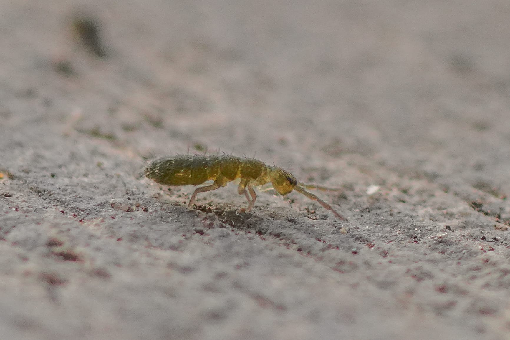 springtail