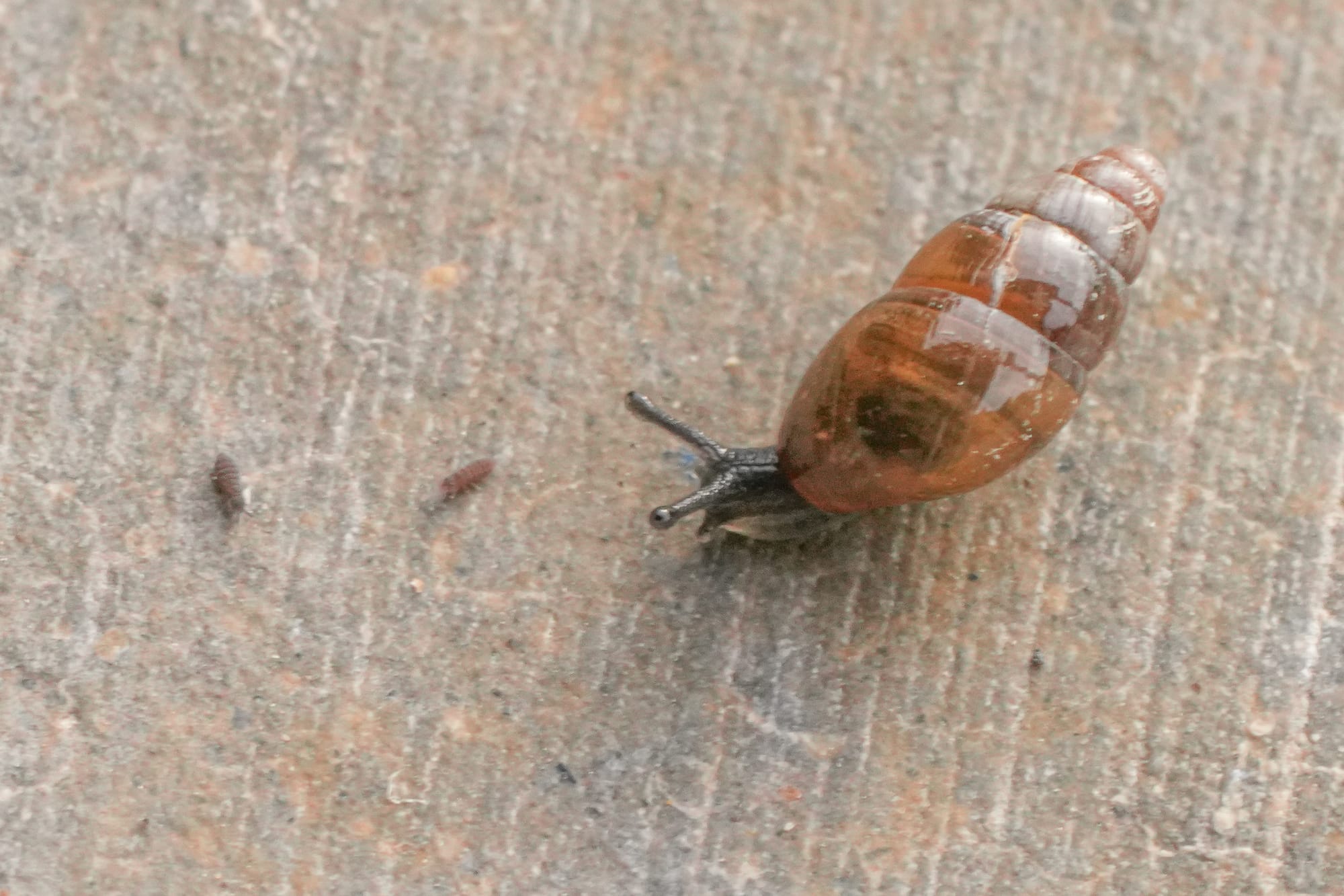 snail and springtails