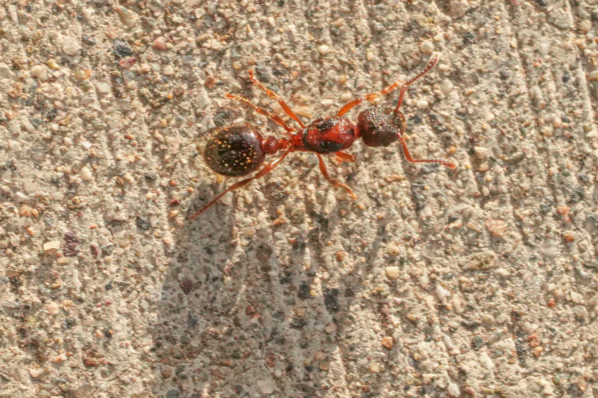 ant