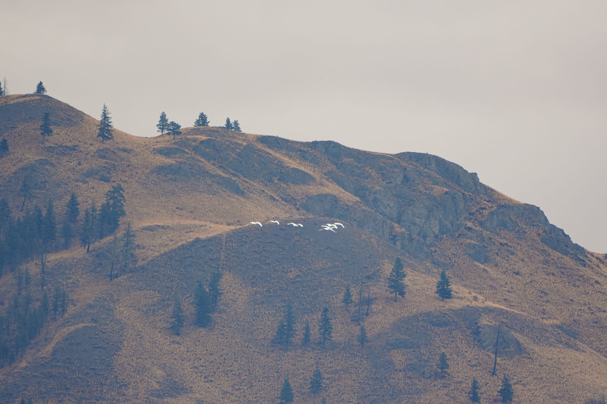 trumpeter swans