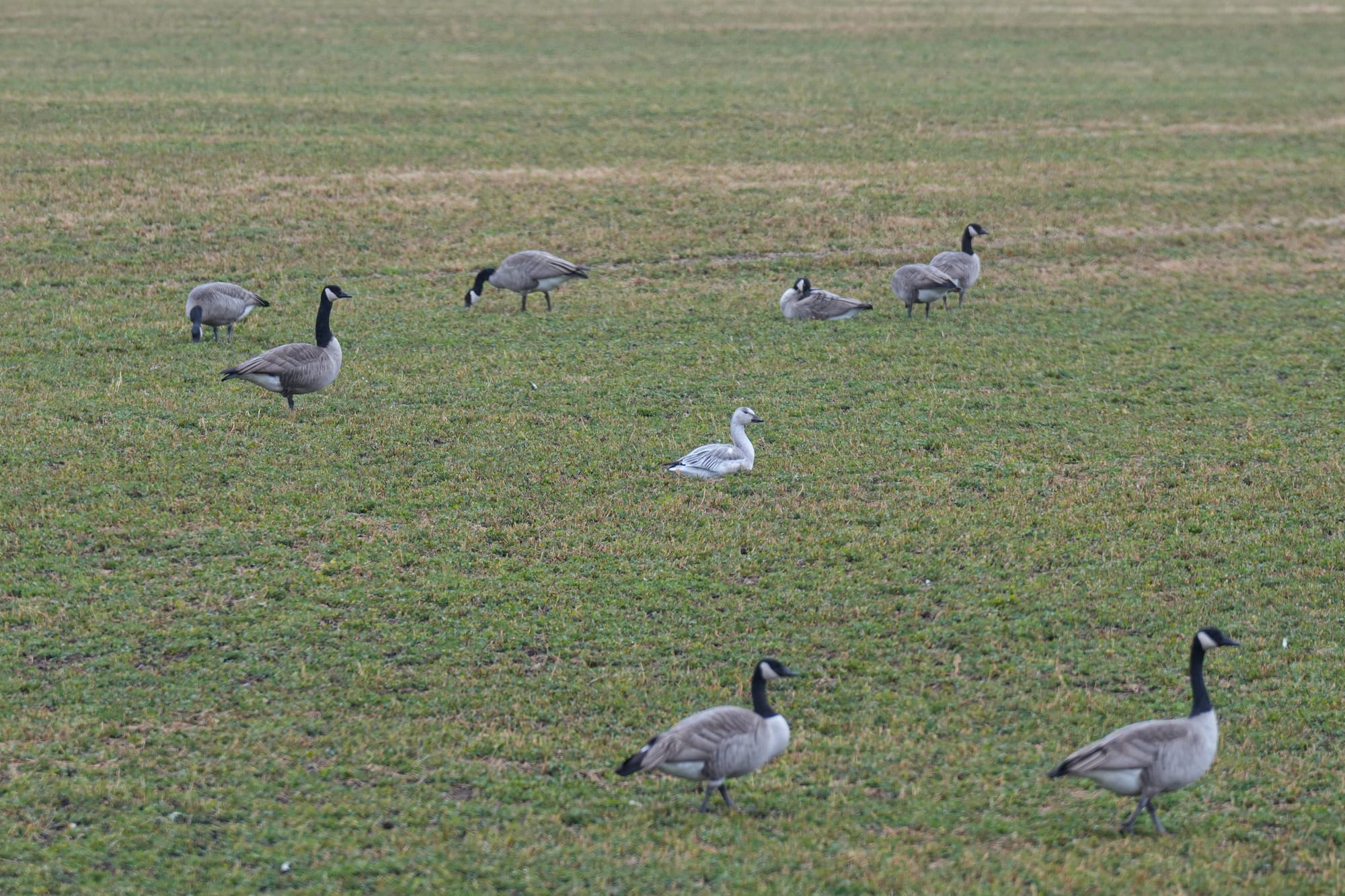 geese