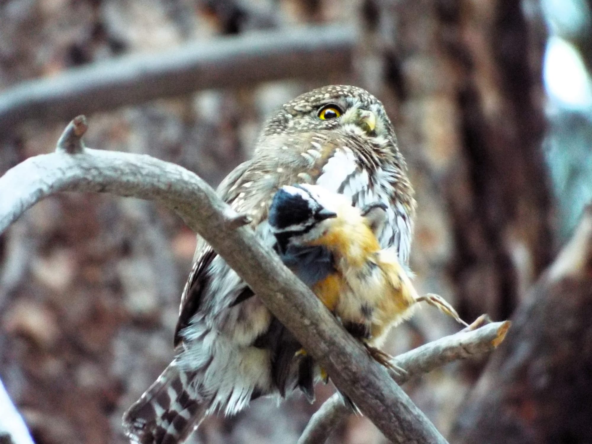 northern pygmy-owl