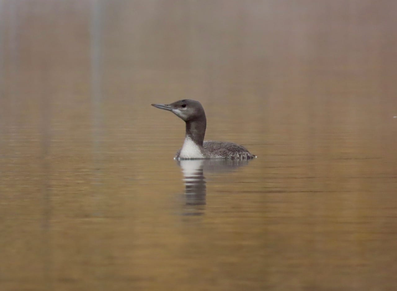 red-throated loon