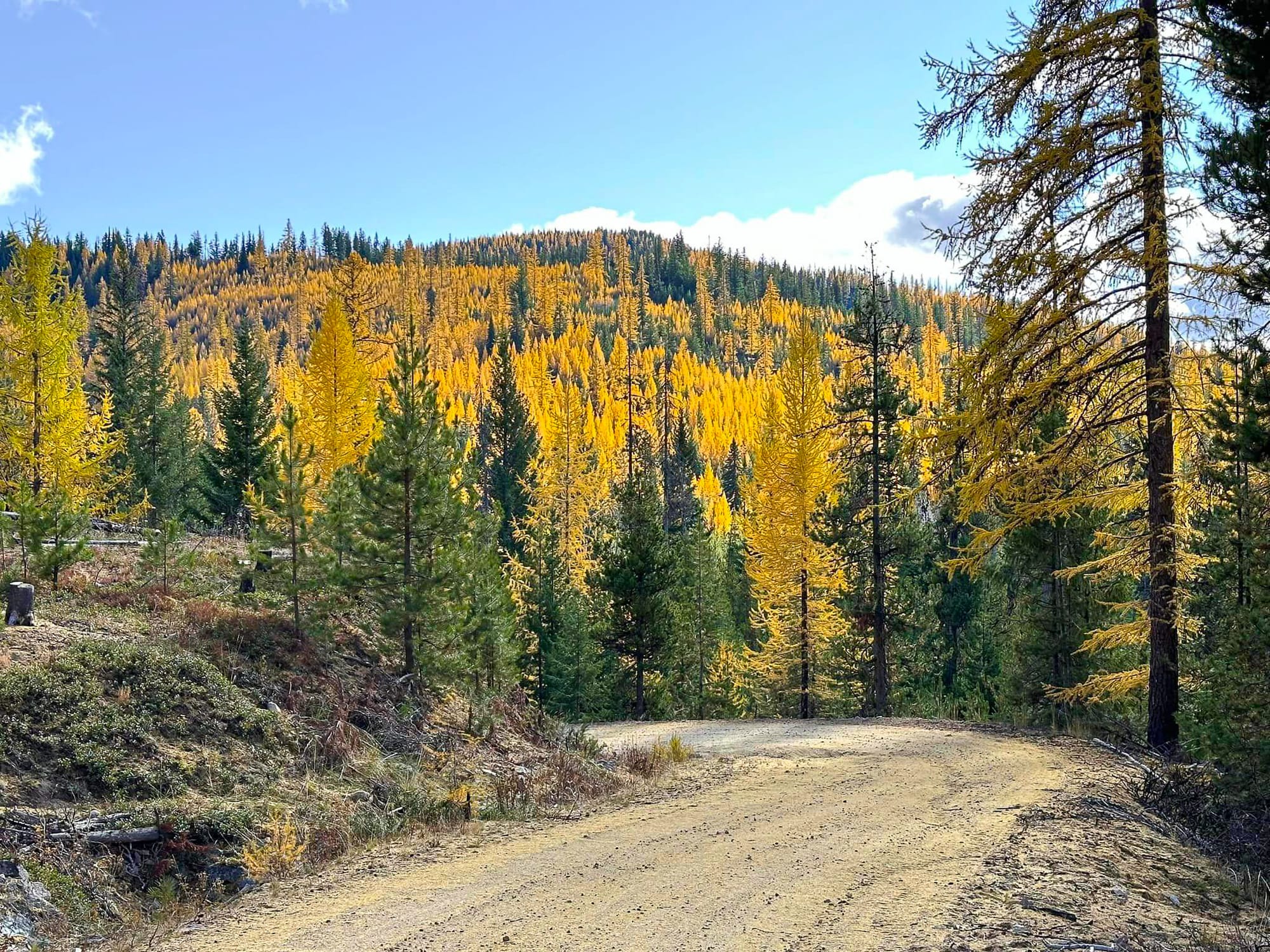 western larches