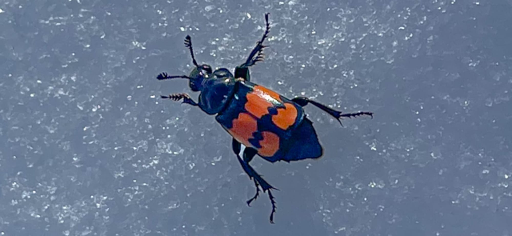 carrion beetle