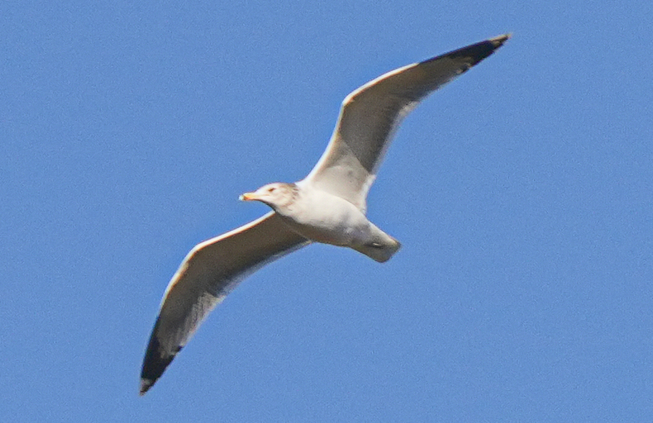 California gull