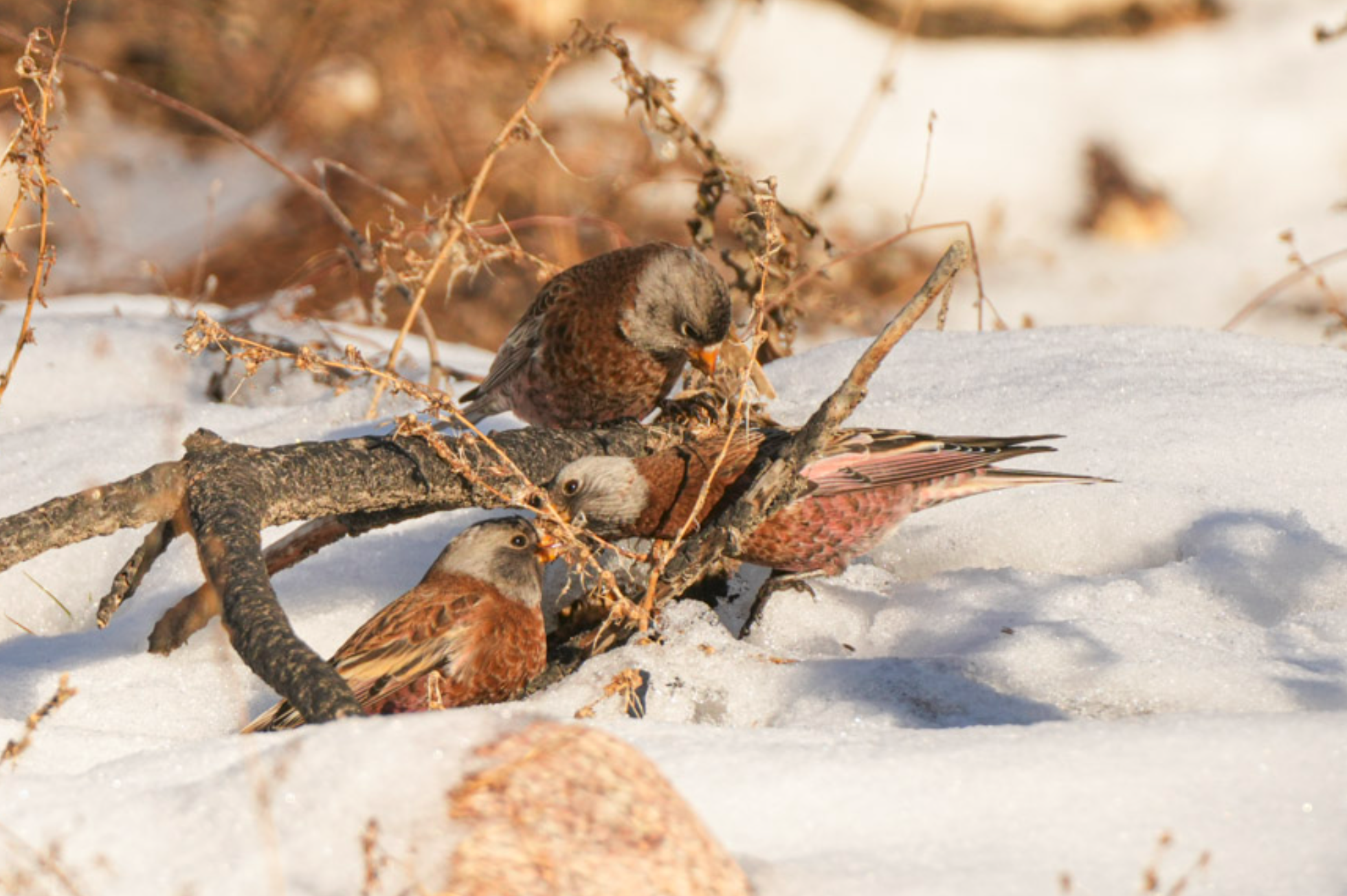 gray-crowned rosy-finches