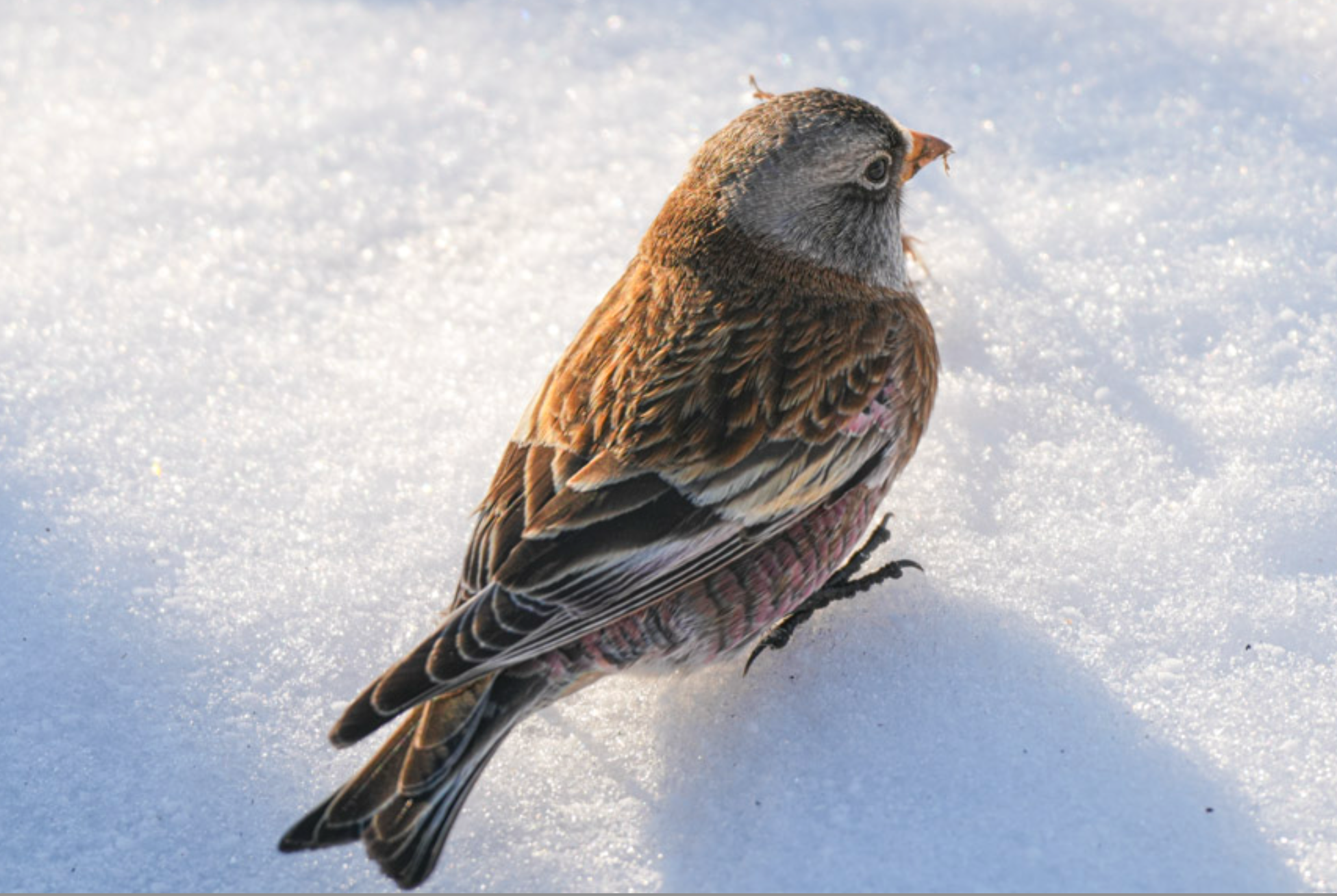 gray-crowned rosy-finch