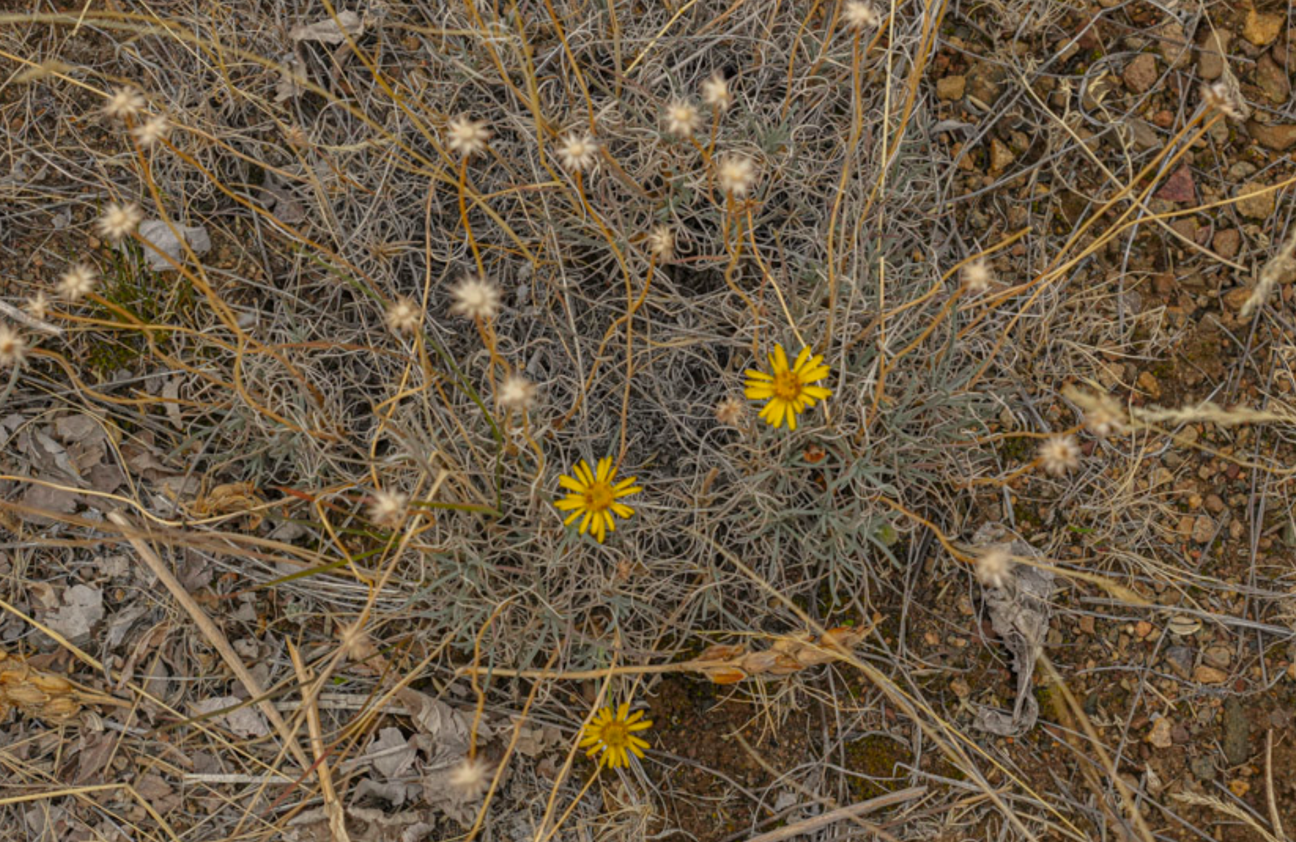 yellow daisy