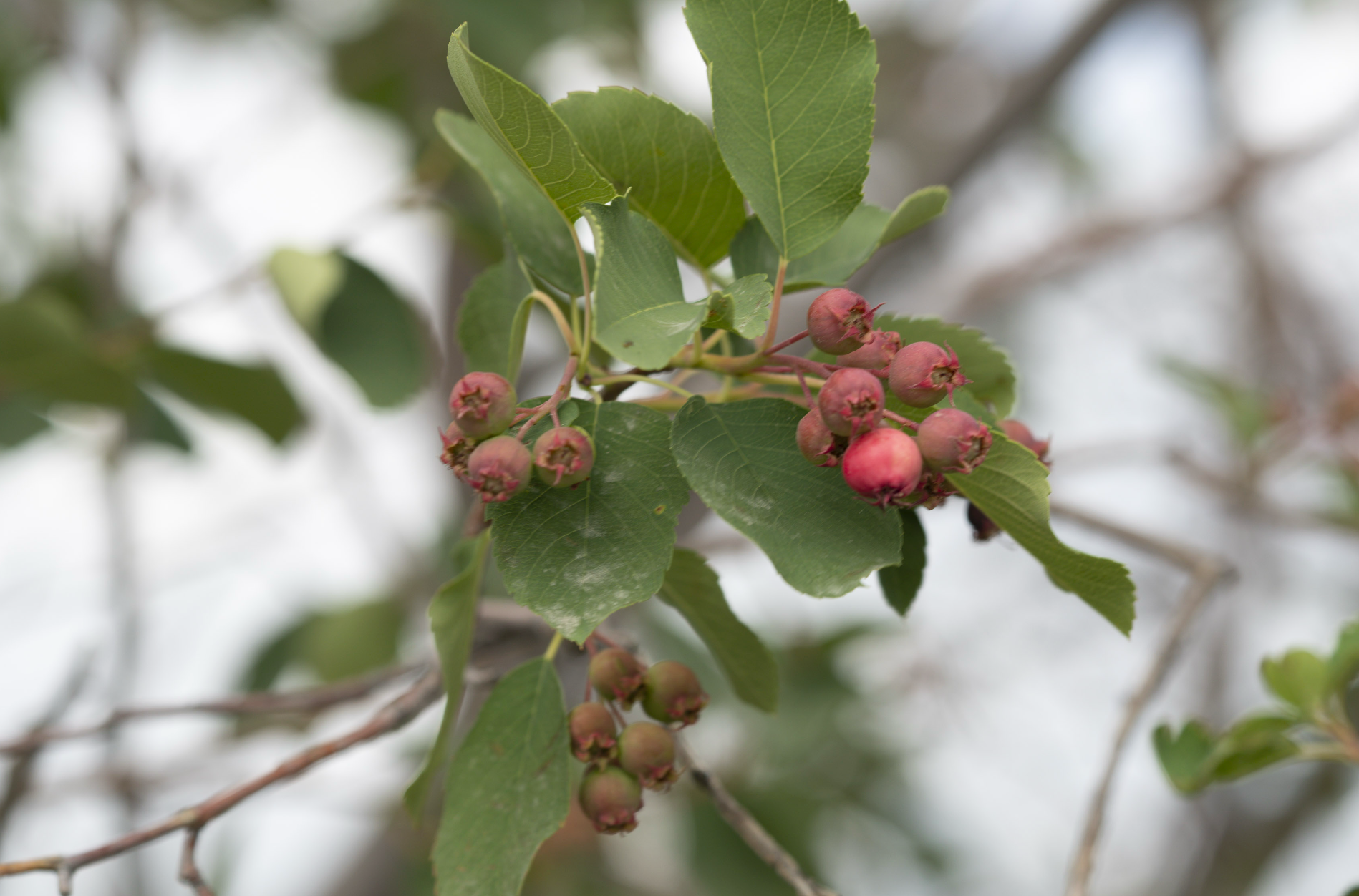 serviceberries