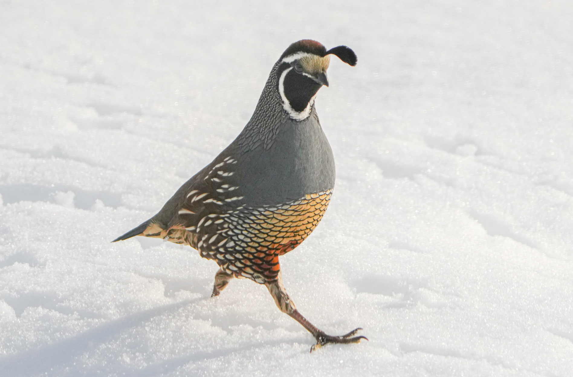 California quail