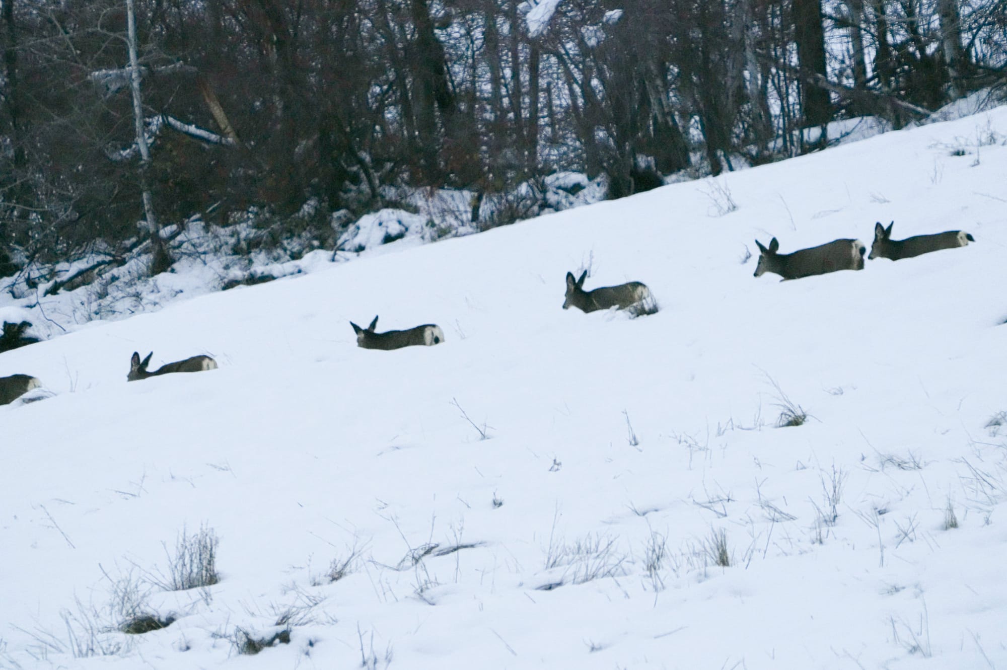 deer in single file