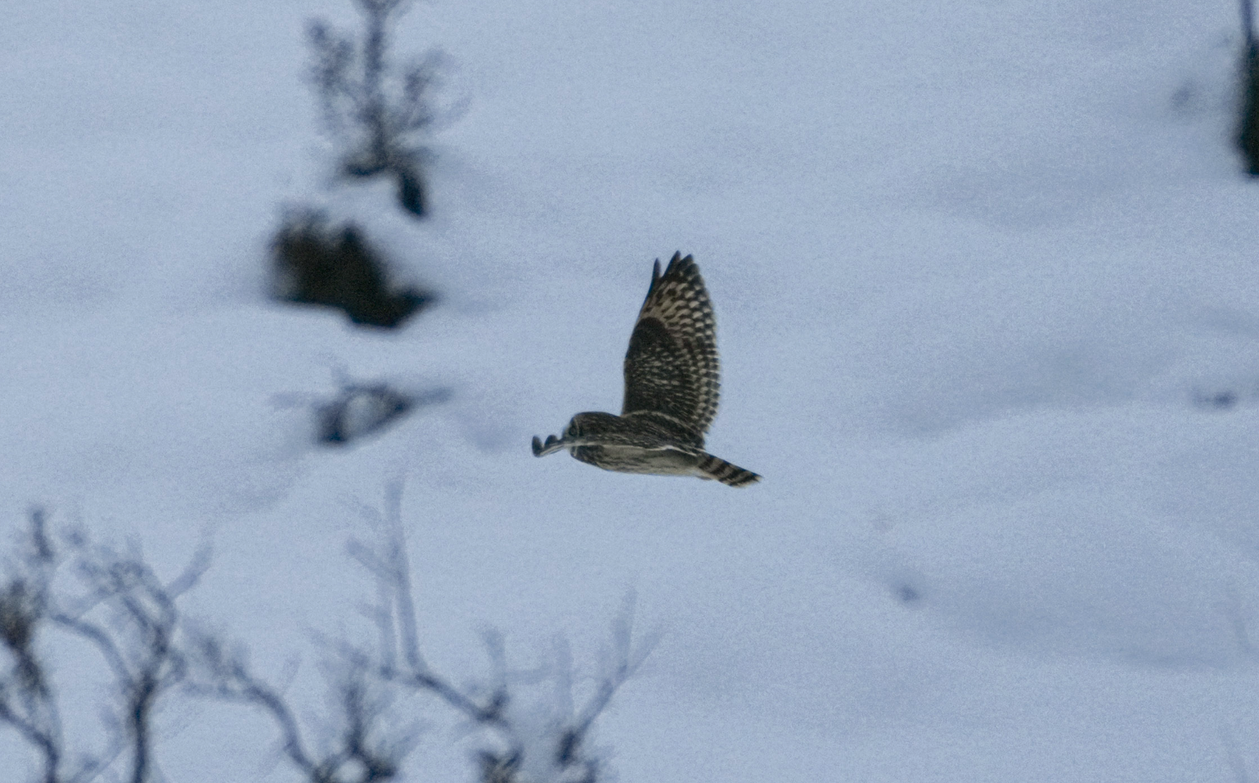 short-eared owl