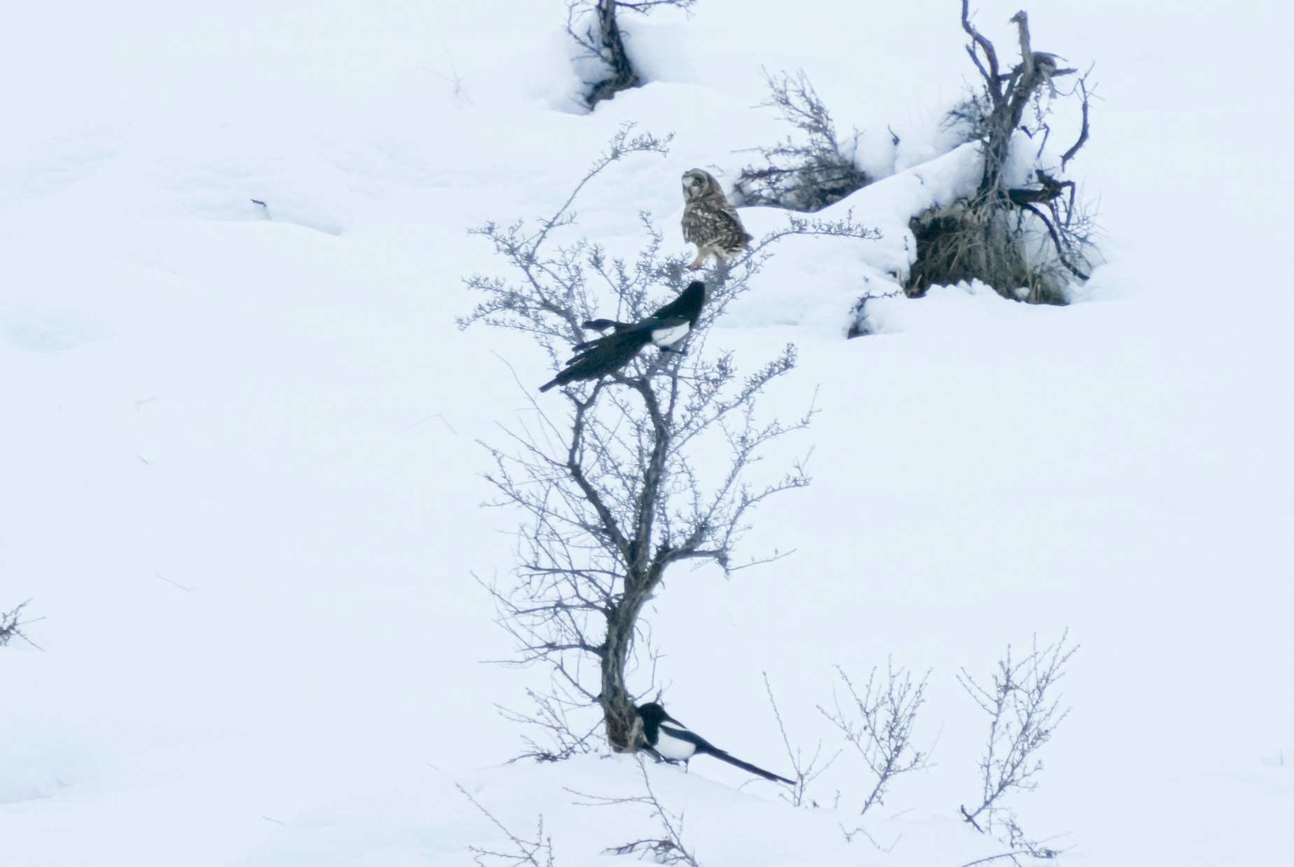 short-eared owl and magpies