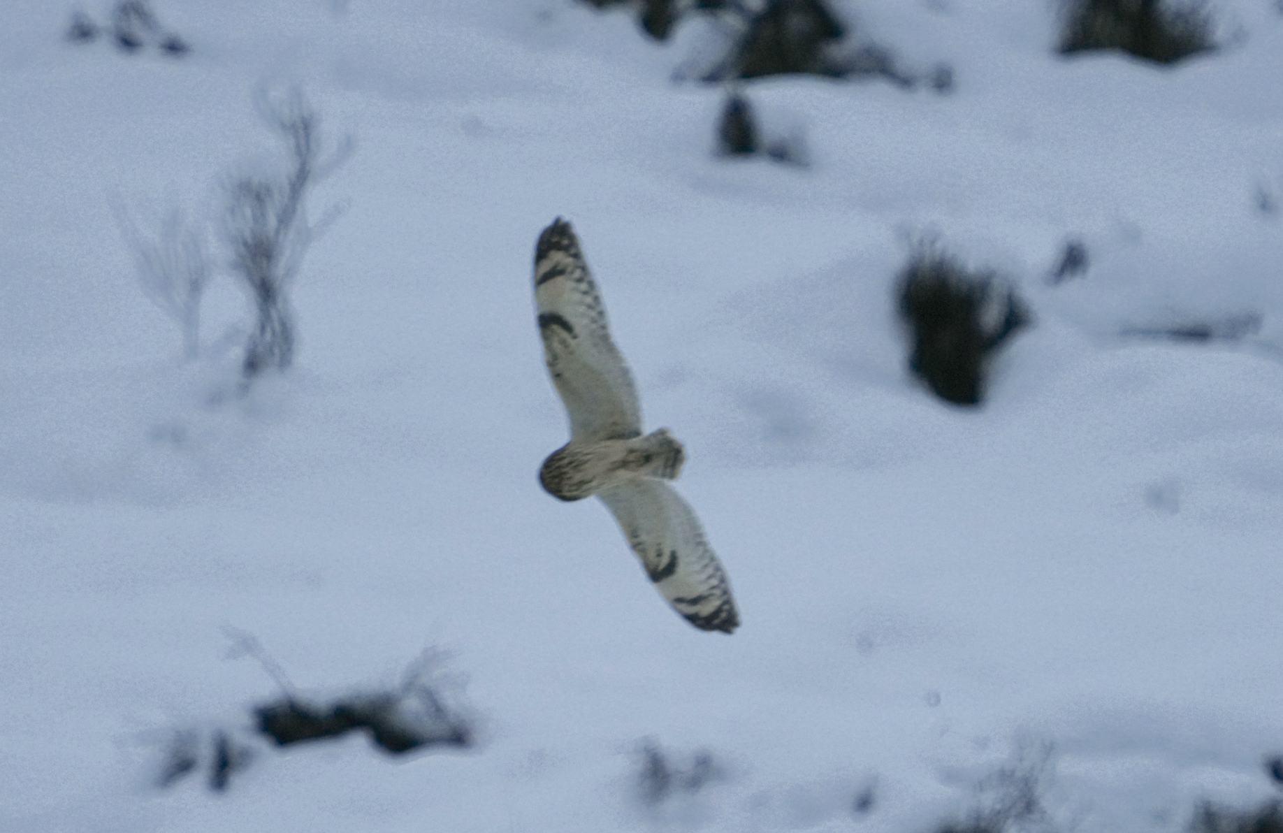 short-eared owl