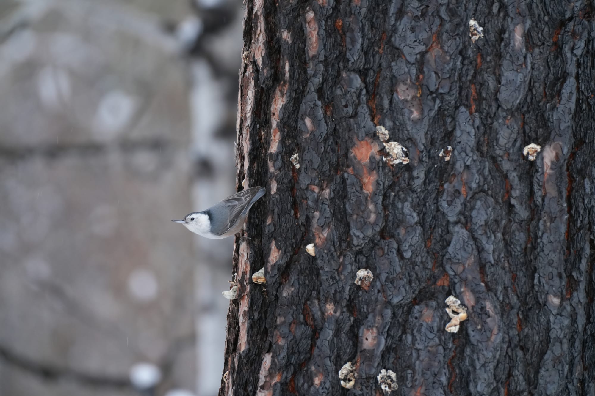 white-breasted nuthatch