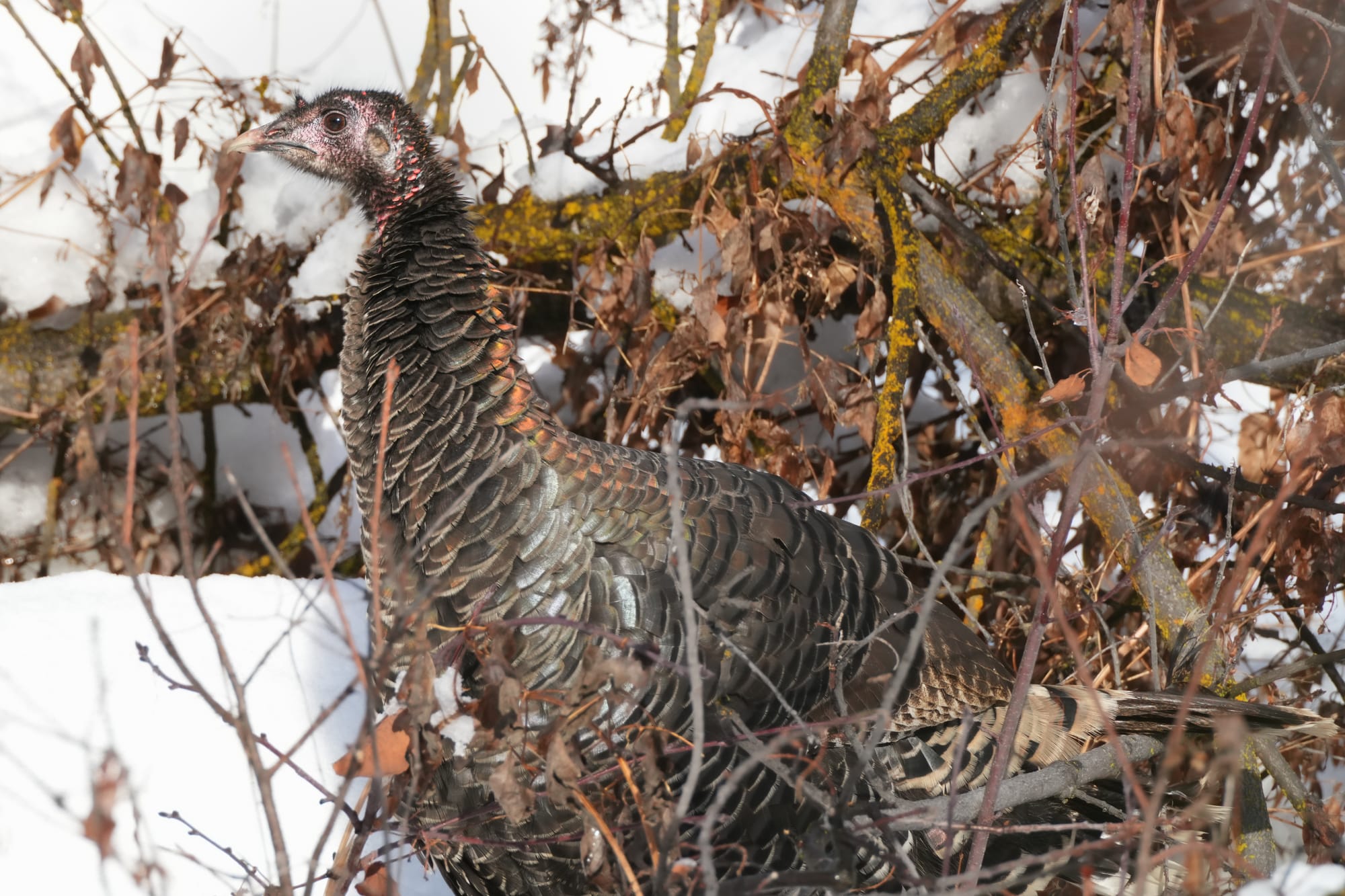 wild turkey