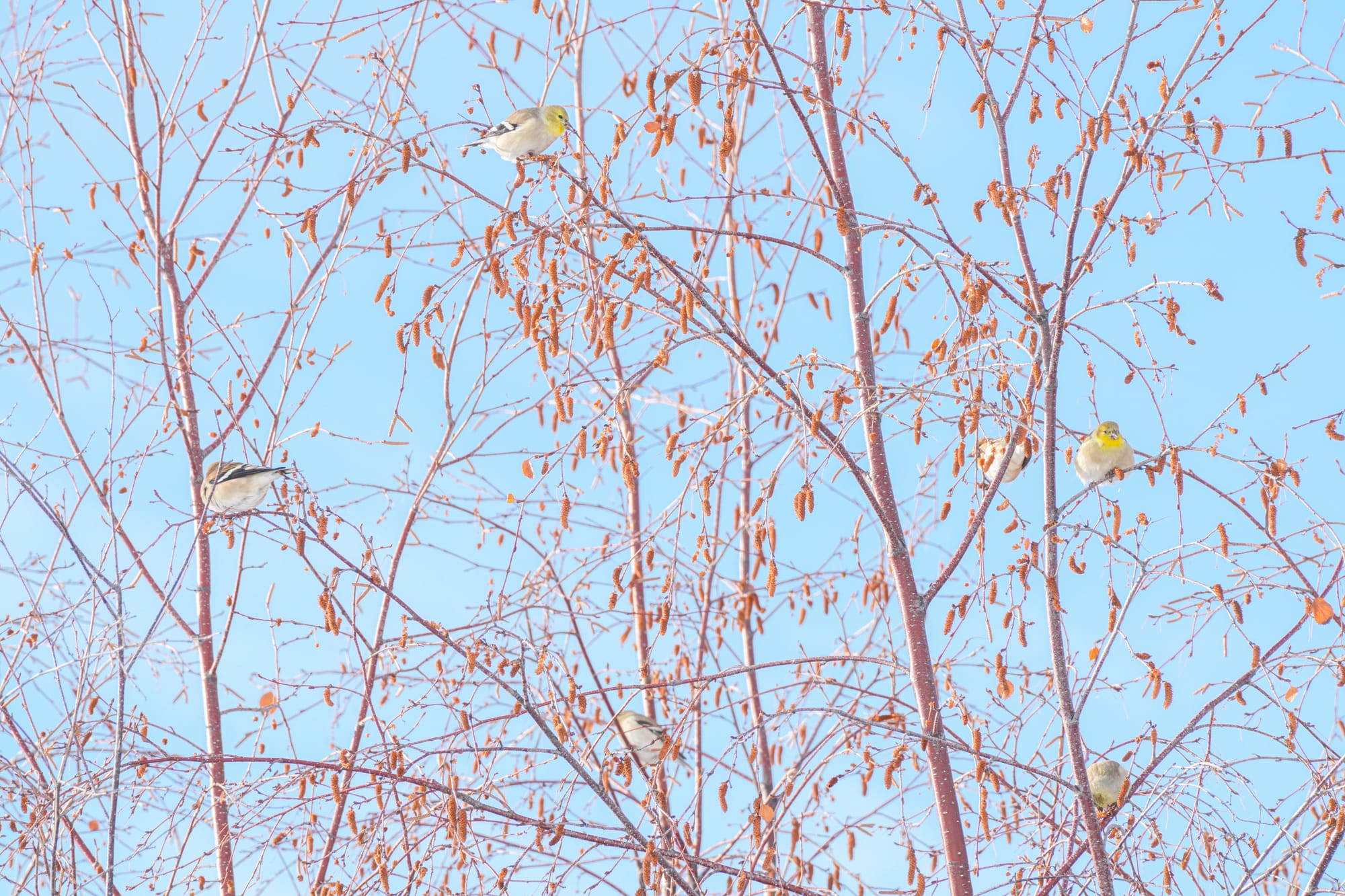 goldfinches in birch trees