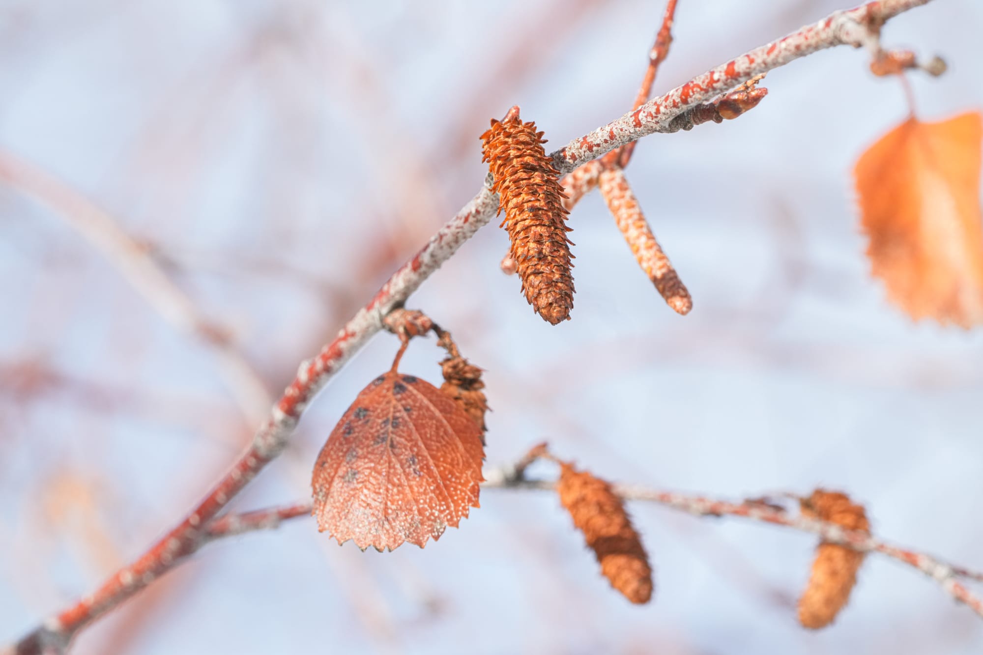 birch tree cones