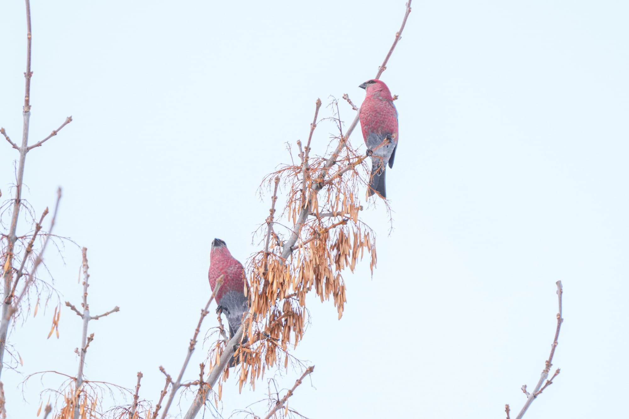 male pine grosbeaks