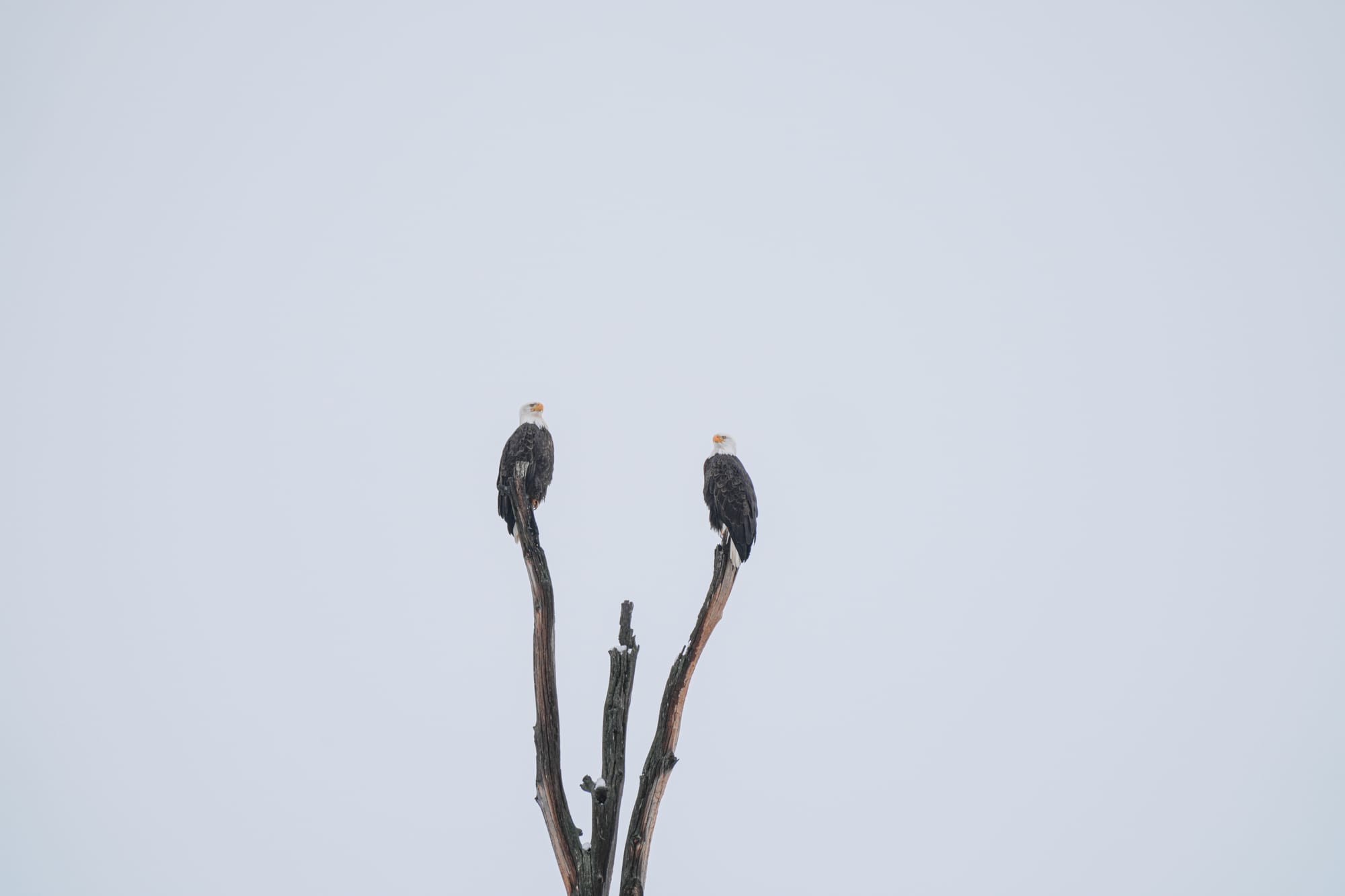 pair of bald eagles