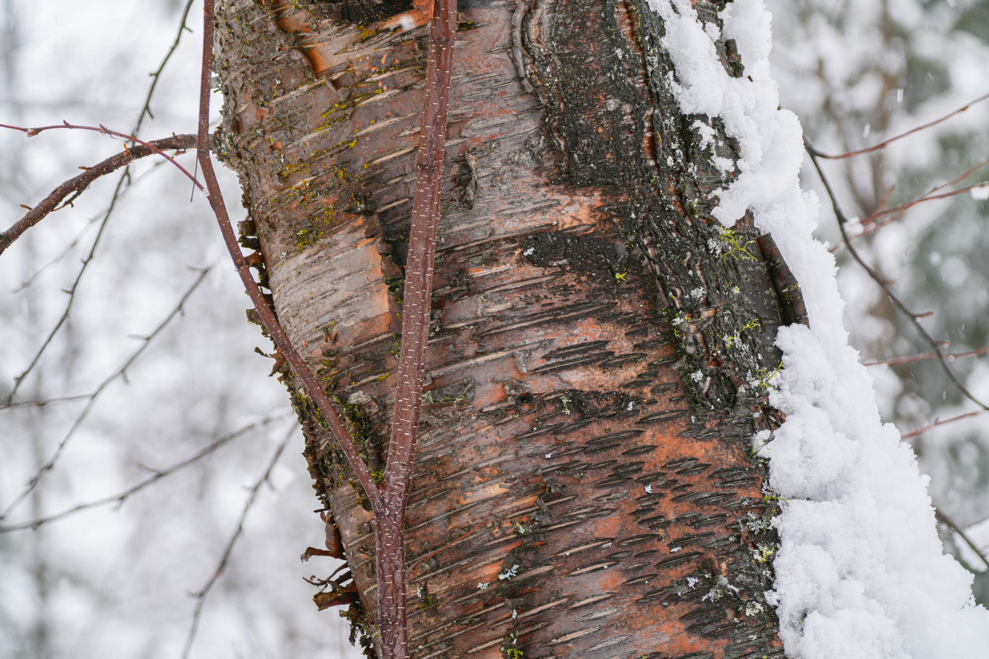 birch tree bark