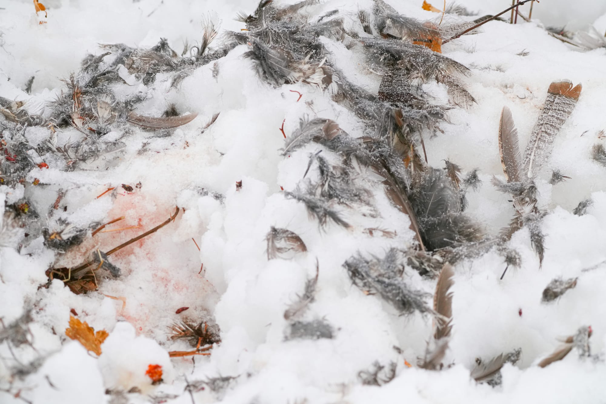 ruffed grouse feathers