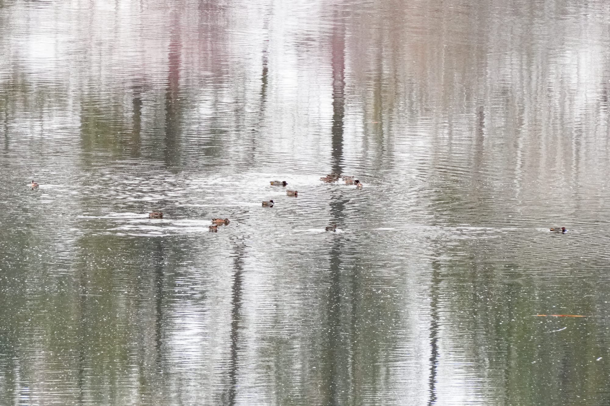 green-winged teal