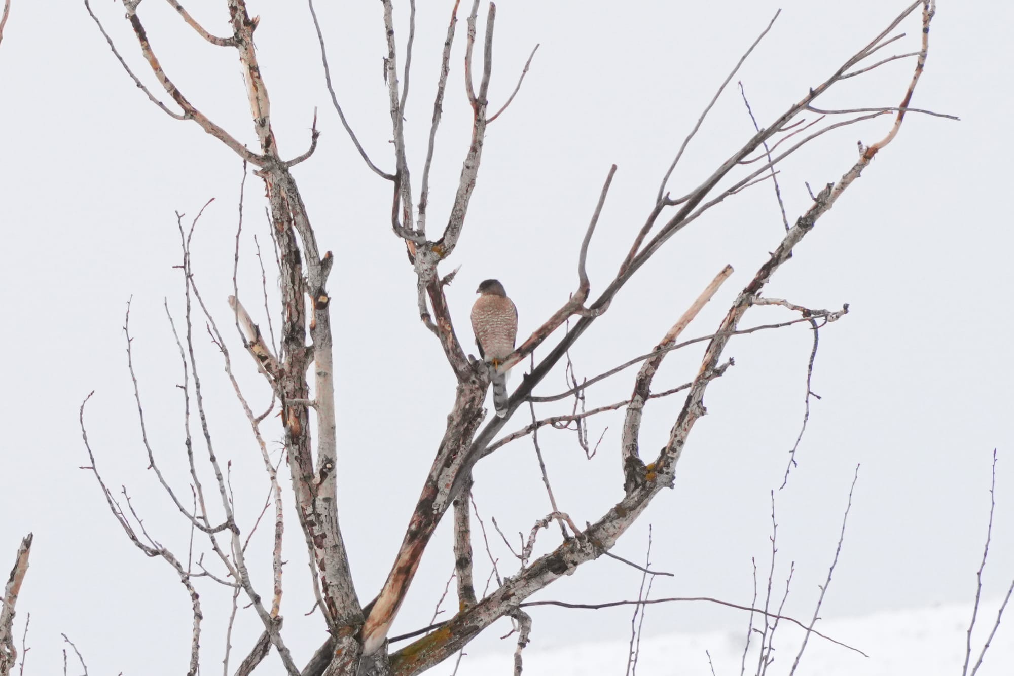 Cooper's hawk