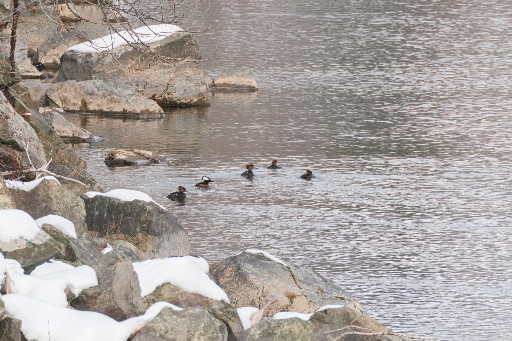 hooded mergansers