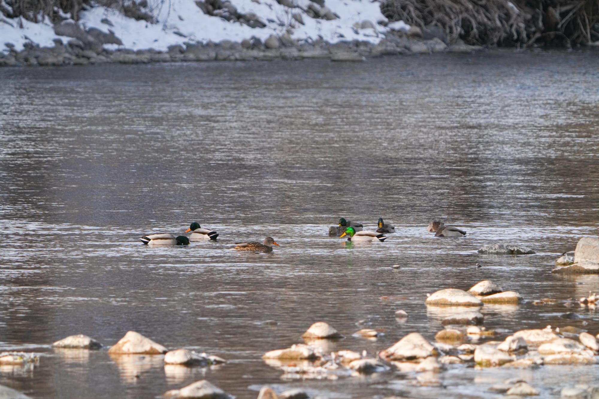 mallards