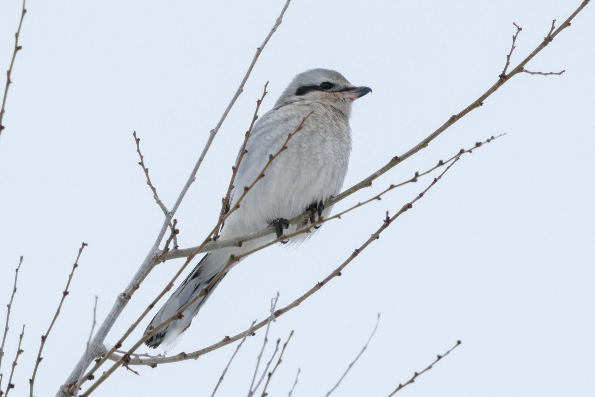 northern shrike