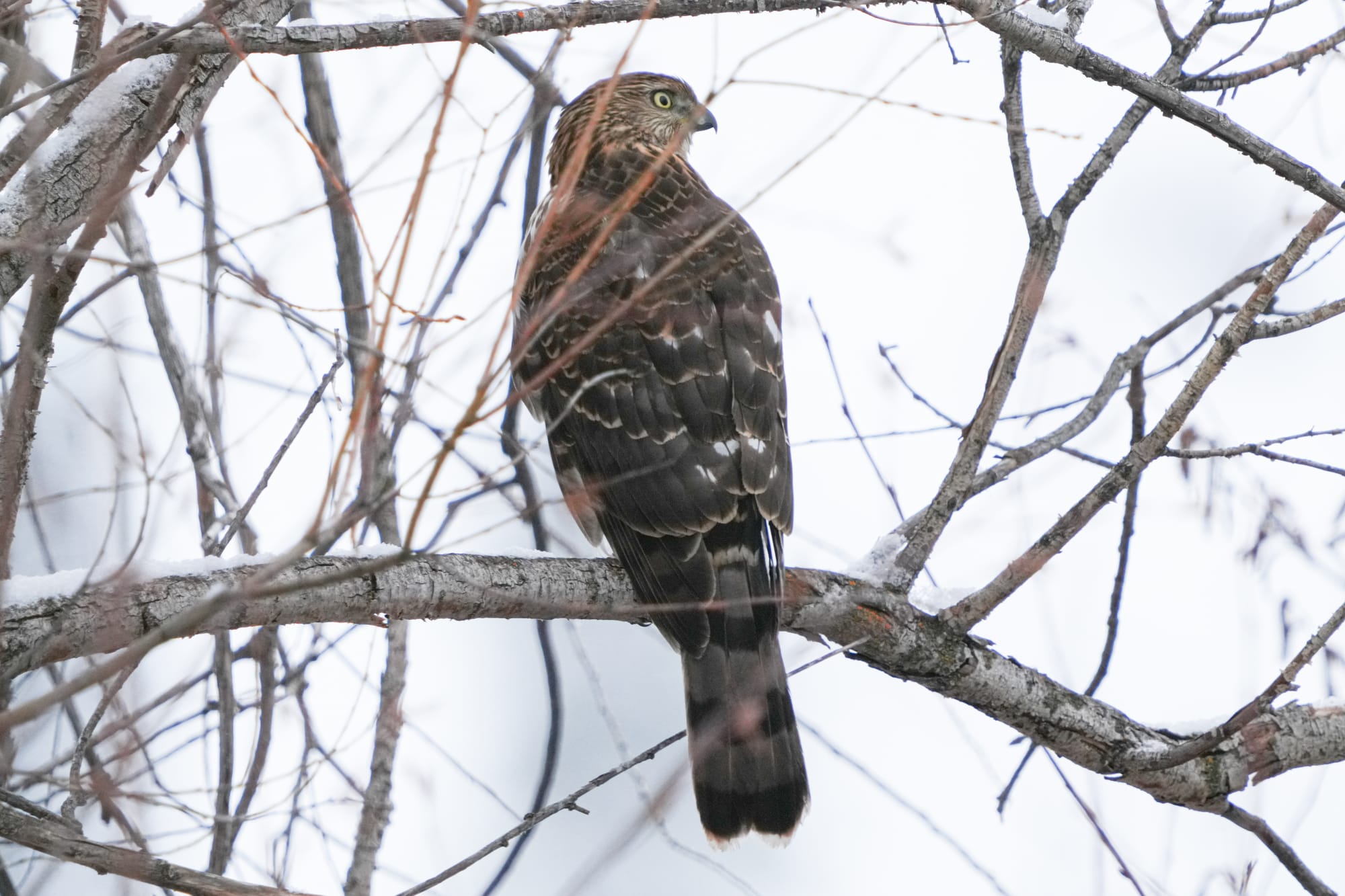 Cooper's hawk