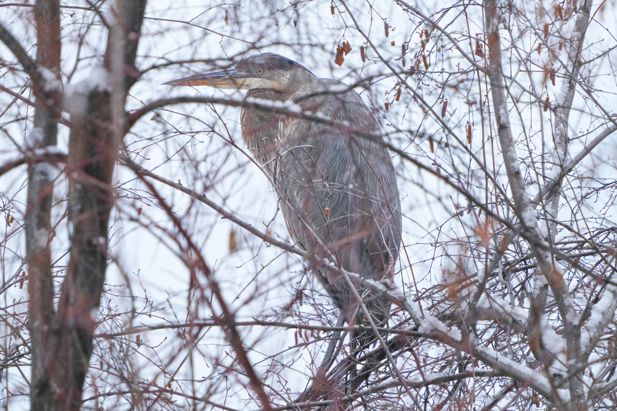 great blue heron