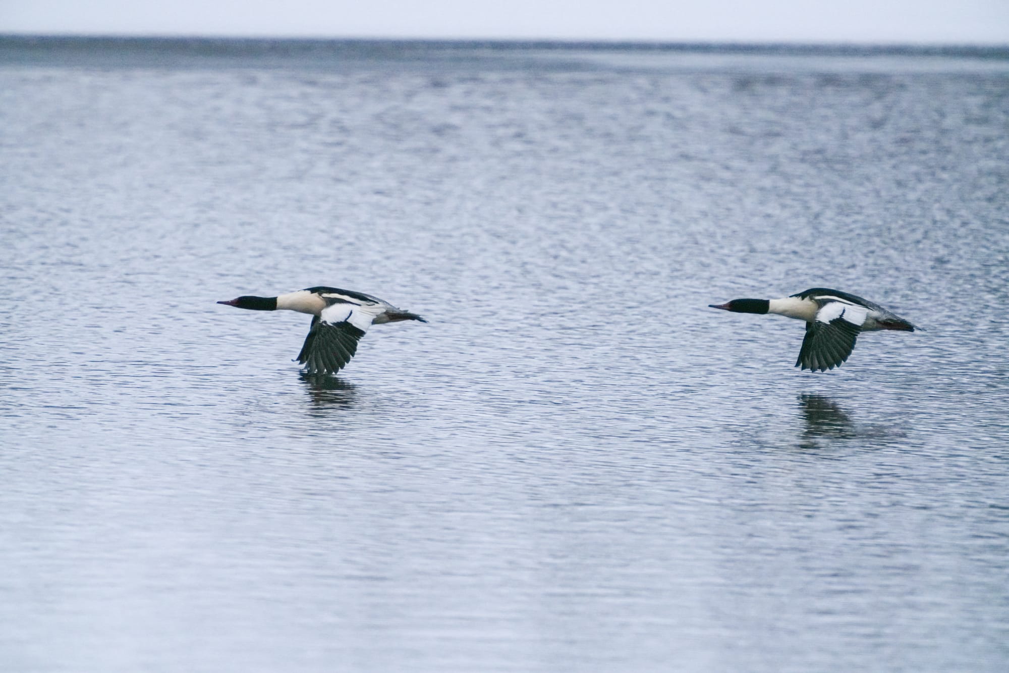 common mergansers